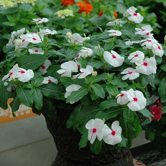 Combo Vinca Cora Cascade Polka Dot And Lilac - View 13 from www redcrocus com
