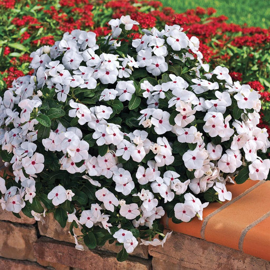 Combo Vinca Cora Cascade Polka Dot And Lilac - View 1 from www redcrocus com