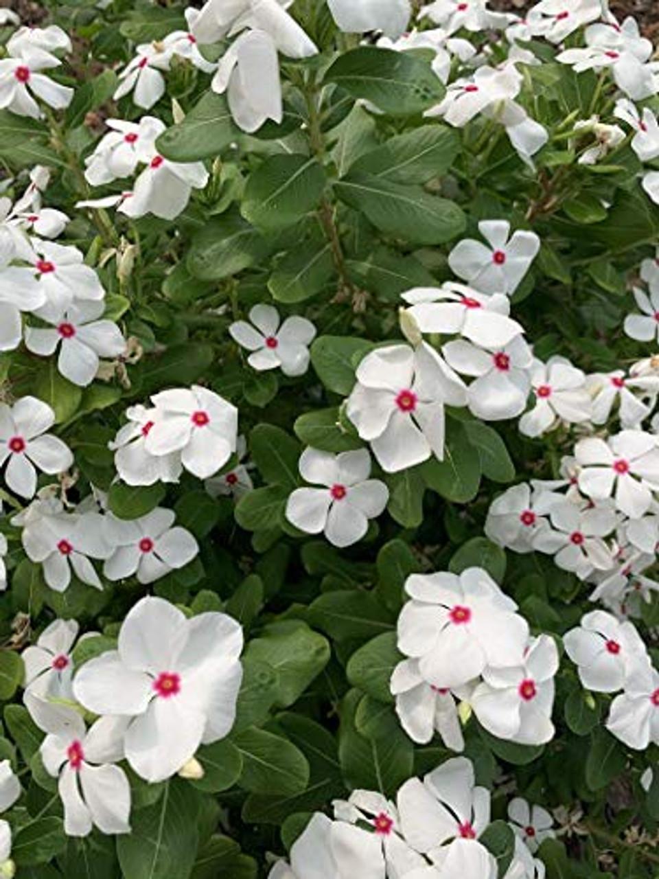 Combo Vinca Cora Cascade Polka Dot And Lilac - View 6 from www redcrocus com