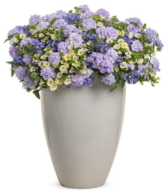Combo Petunia Bubblelou Lobelia Laguna Sky Blue Calibrachoa Lia Yellow - View 10 from www redcrocus com