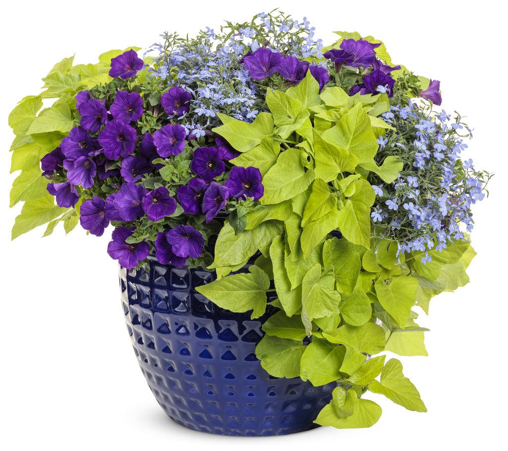 Combo Petunia Bubblelou Lobelia Laguna Sky Blue Calibrachoa Lia Yellow - View 11 from www redcrocus com