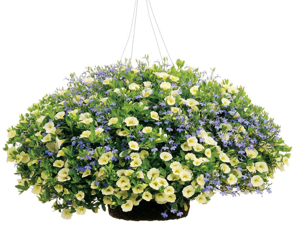 Combo Petunia Bubblelou Lobelia Laguna Sky Blue Calibrachoa Lia Yellow - View 16 from www redcrocus com