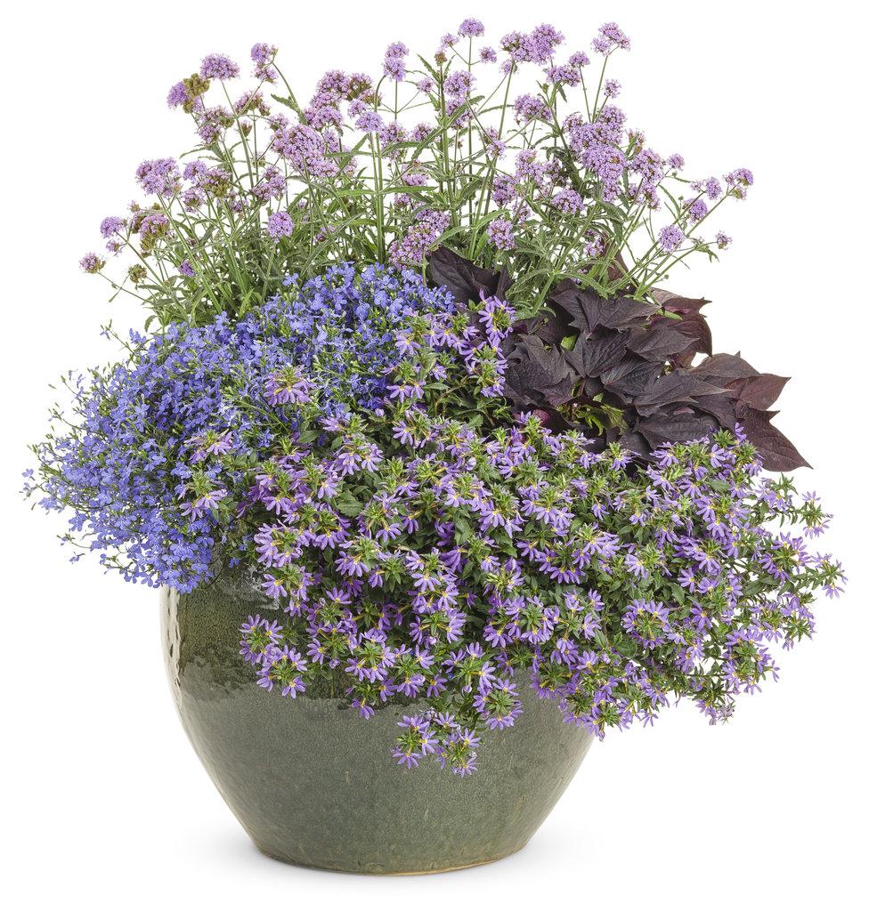 Combo Petunia Bubblelou Lobelia Laguna Sky Blue Calibrachoa Lia Yellow - View 19 from www redcrocus com
