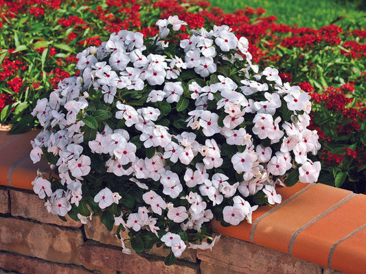 Combo Vinca Xdr Cora Cascade Polka Dot Bright Rose - View 10 from www redcrocus com