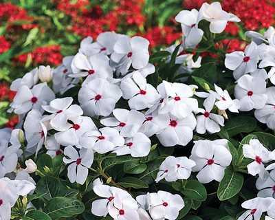 Combo Vinca Xdr Cora Cascade Polka Dot Bright Rose - View 11 from www redcrocus com
