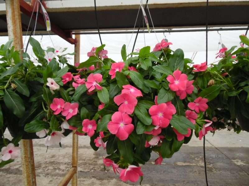 Combo Vinca Xdr Cora Cascade Polka Dot Bright Rose - View 12 from www redcrocus com