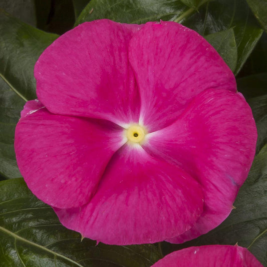 Combo Vinca Xdr Cora Cascade Polka Dot Bright Rose - View 1 from www redcrocus com
