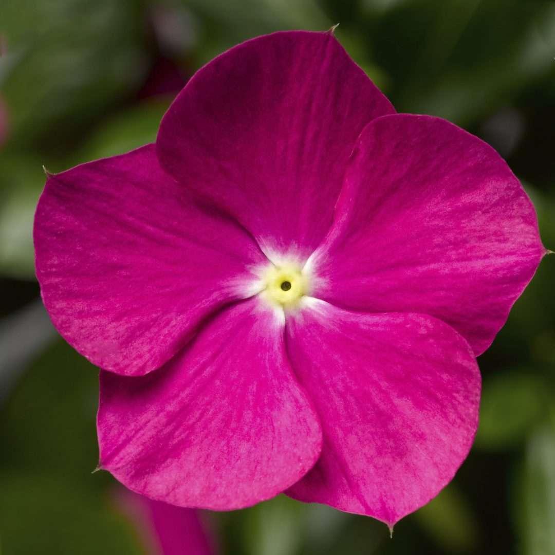 Combo Vinca Xdr Cora Cascade Polka Dot Bright Rose - View 3 from www redcrocus com