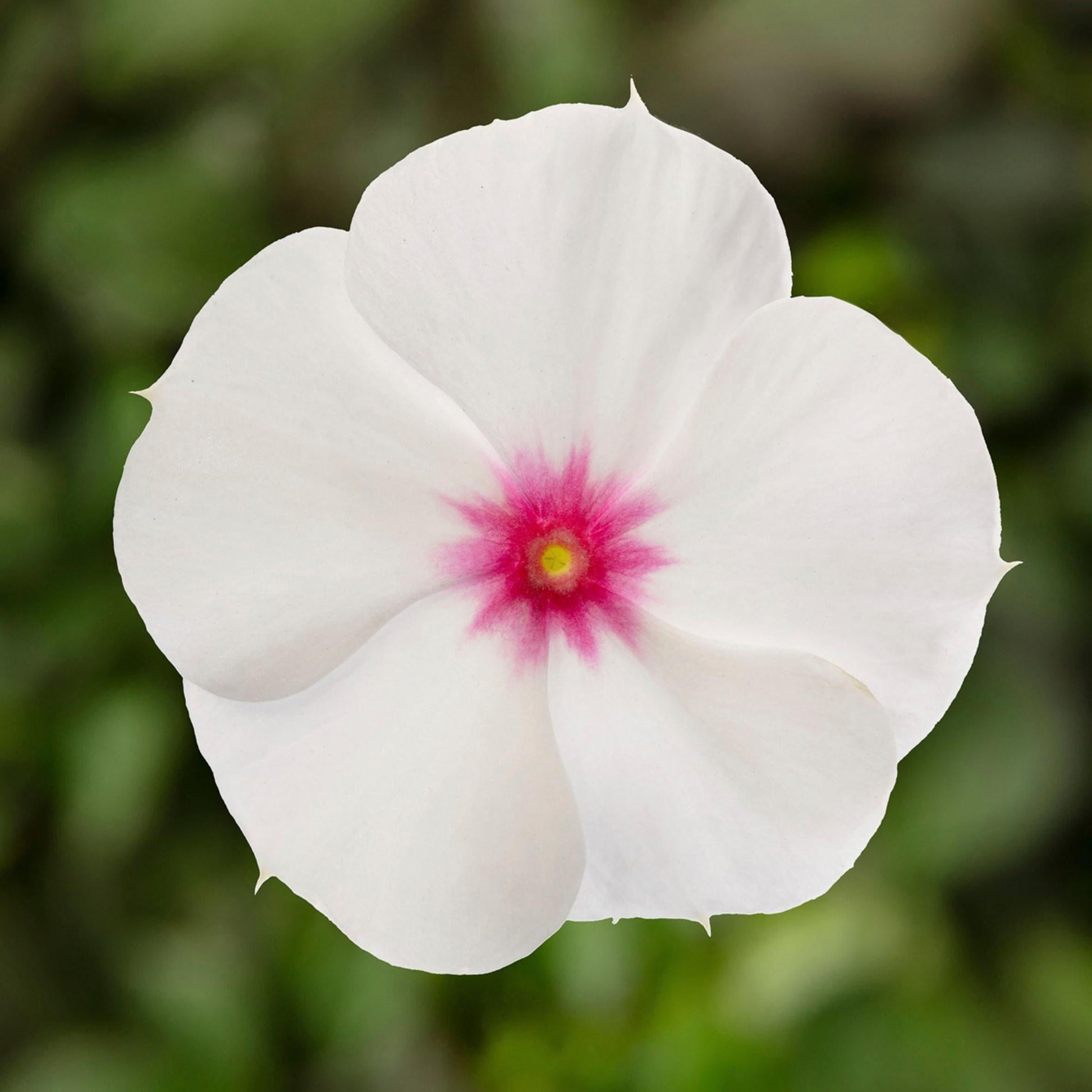 Combo Vinca Xdr Cora Cascade Polka Dot Bright Rose - View 8 from www redcrocus com