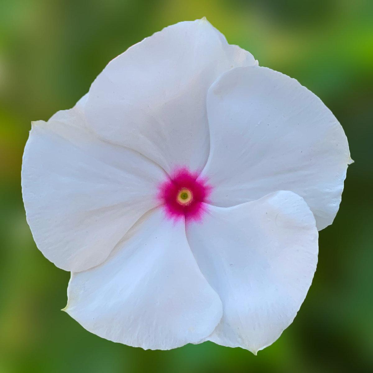 Combo Vinca Xdr Cora Cascade Polka Dot Bright Rose - View 9 from www redcrocus com