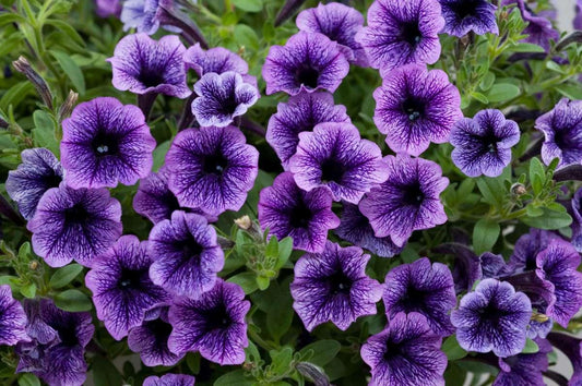 Combo Petunia Littletunia Blue Vein Calibrachoa Lia Yellow Lobelia Techno Blue - View 1 from www redcrocus com