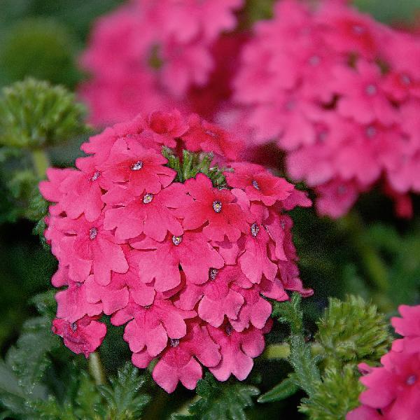 Combo Petunia Bee S Knee S Verbena Vepita Hot Pink Lobelia Techno Blue - View 11 from www redcrocus com