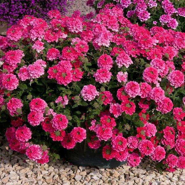 Combo Petunia Bee S Knee S Verbena Vepita Hot Pink Lobelia Techno Blue - View 12 from www redcrocus com