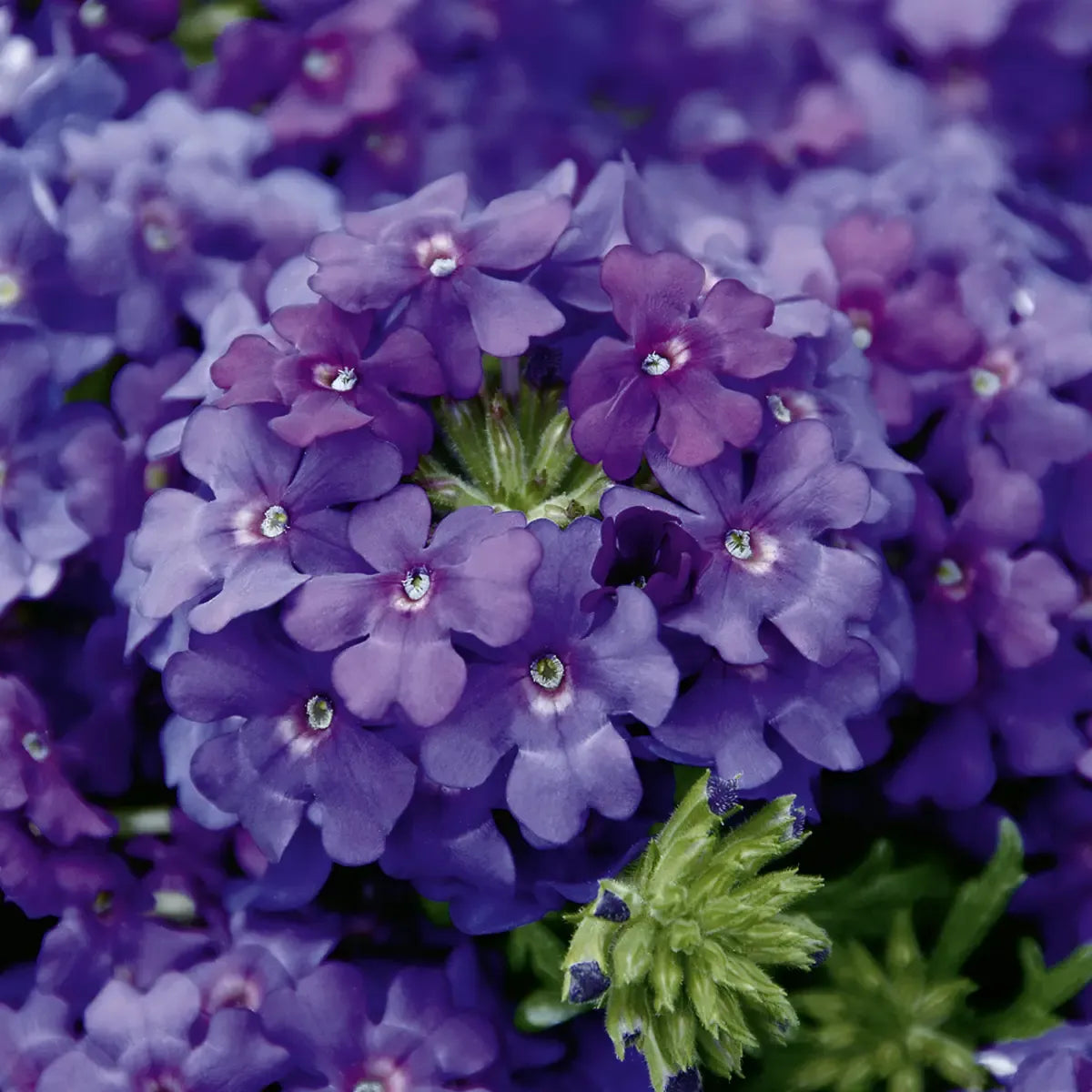 Combo Petunia Bee S Knee S Verbena Vepita Hot Pink Lobelia Techno Blue - View 12 from www redcrocus com