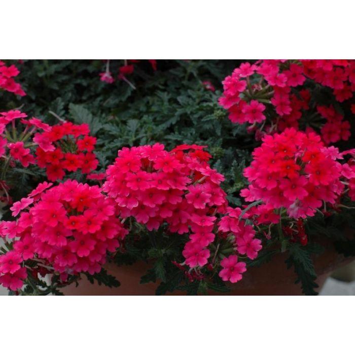 Combo Petunia Bee S Knee S Verbena Vepita Hot Pink Lobelia Techno Blue - View 13 from www redcrocus com