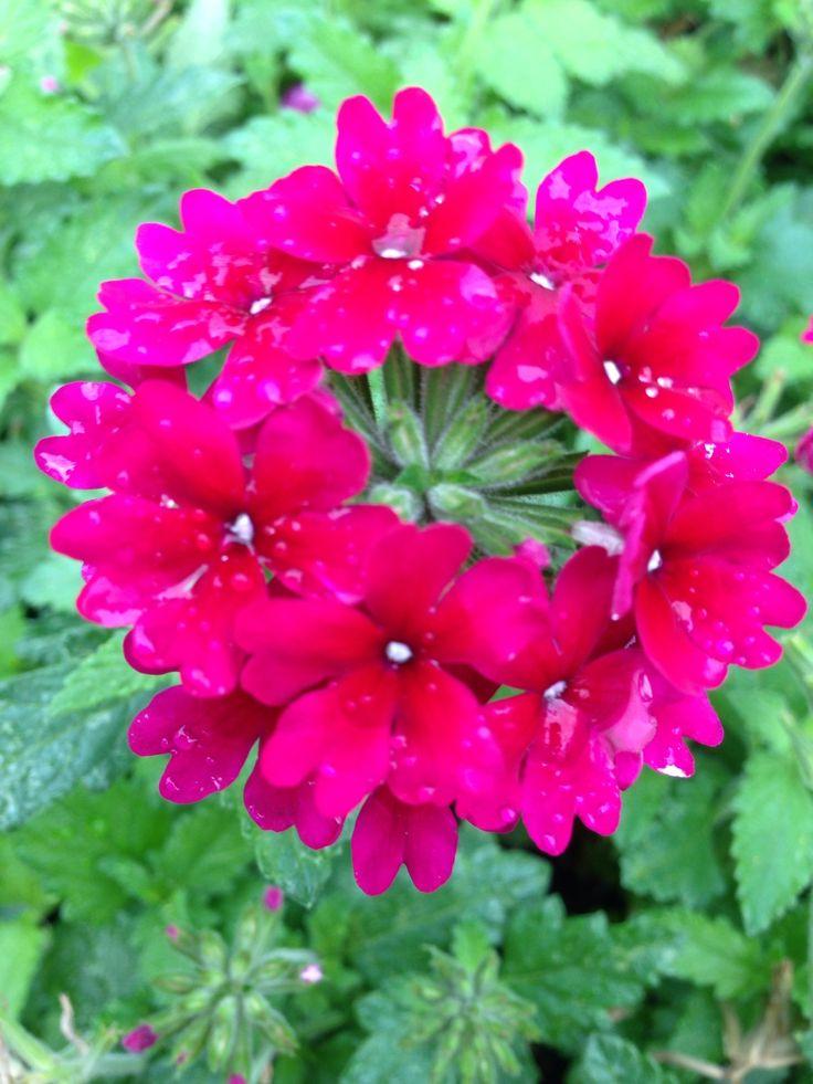 Combo Petunia Bee S Knee S Verbena Vepita Hot Pink Lobelia Techno Blue - View 14 from www redcrocus com