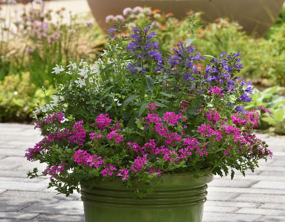 Combo Petunia Bee S Knee S Verbena Vepita Hot Pink Lobelia Techno Blue - View 15 from www redcrocus com