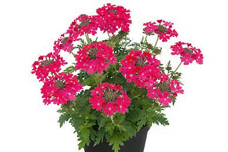 Combo Petunia Bee S Knee S Verbena Vepita Hot Pink Lobelia Techno Blue - View 16 from www redcrocus com