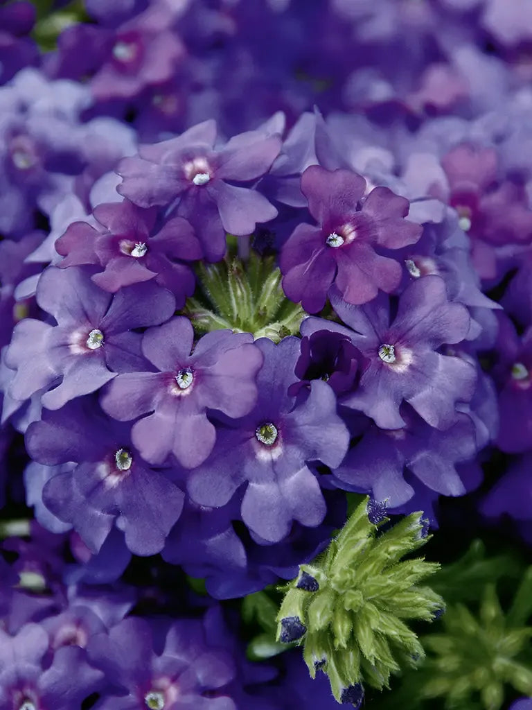 Combo Petunia Bee S Knee S Verbena Vepita Hot Pink Lobelia Techno Blue - View 16 from www redcrocus com