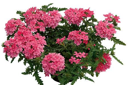 Combo Petunia Bee S Knee S Verbena Vepita Hot Pink Lobelia Techno Blue - View 17 from www redcrocus com