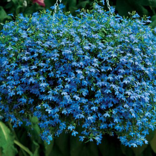Combo Petunia Bee S Knee S Verbena Vepita Hot Pink Lobelia Techno Blue - View 18 from www redcrocus com