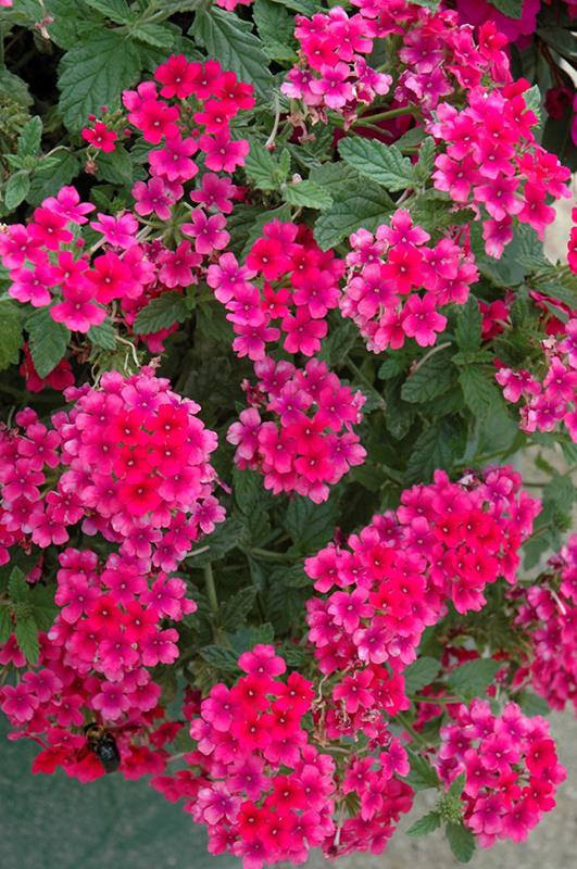Combo Petunia Bee S Knee S Verbena Vepita Hot Pink Lobelia Techno Blue - View 19 from www redcrocus com
