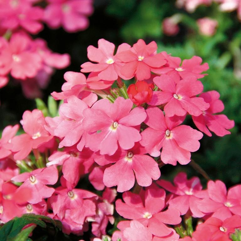 Combo Petunia Bee S Knee S Verbena Vepita Hot Pink Lobelia Techno Blue - View 1 from www redcrocus com
