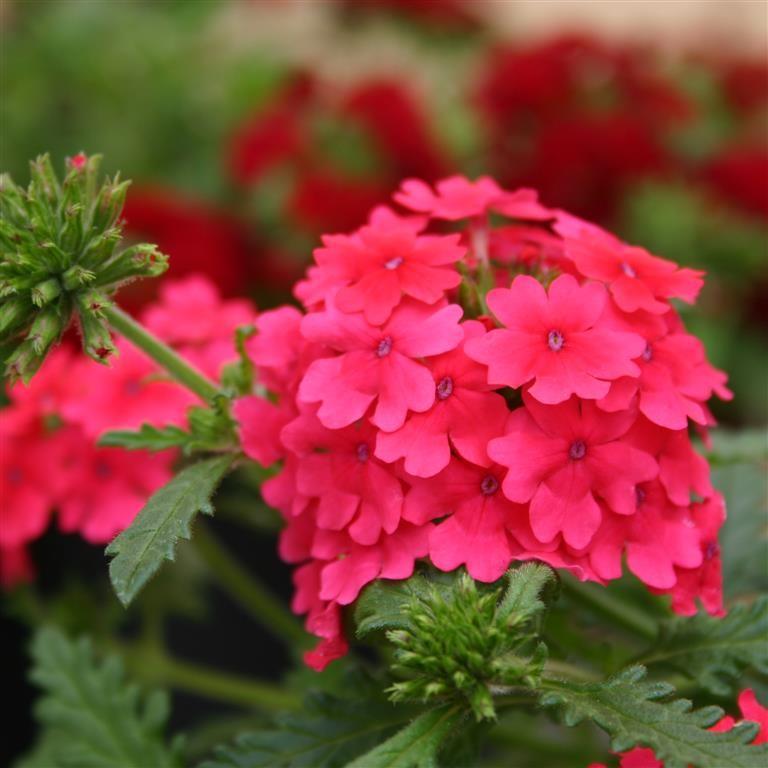 Combo Petunia Bee S Knee S Verbena Vepita Hot Pink Lobelia Techno Blue - View 2 from www redcrocus com