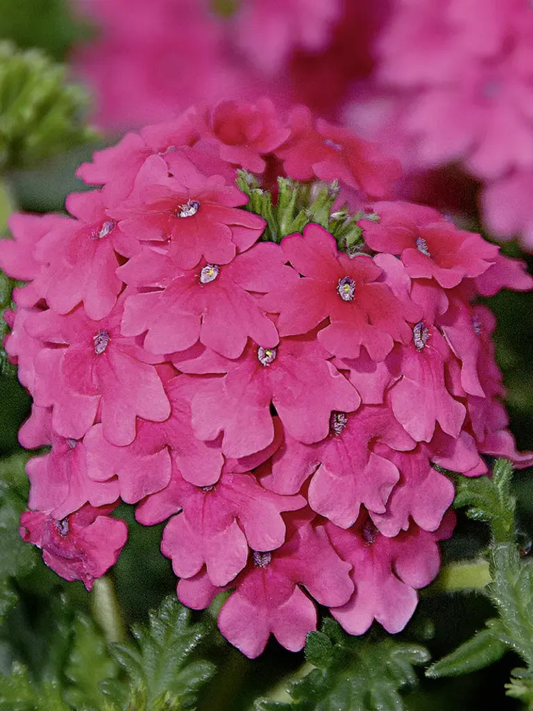 Combo Petunia Bee S Knee S Verbena Vepita Hot Pink Lobelia Techno Blue - View 3 from www redcrocus com