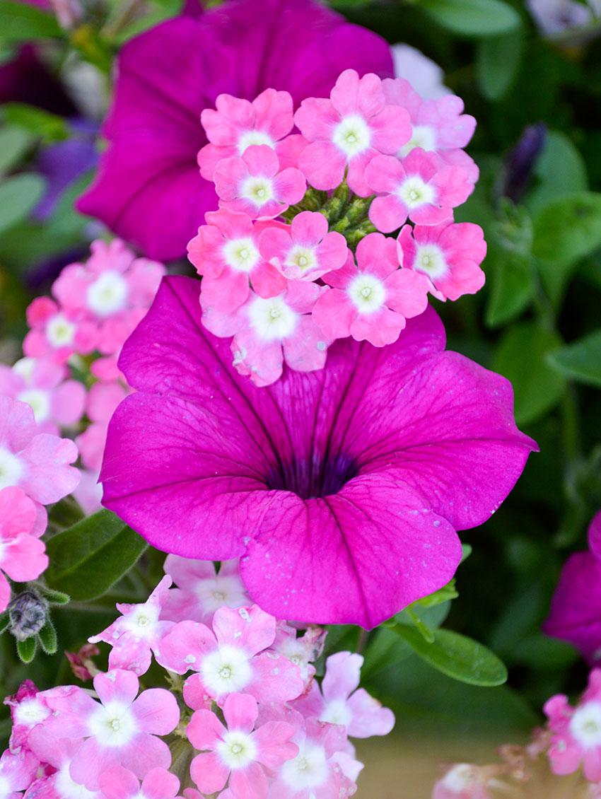 Combo Petunia Bee S Knee S Verbena Vepita Hot Pink Lobelia Techno Blue - View 3 from www redcrocus com