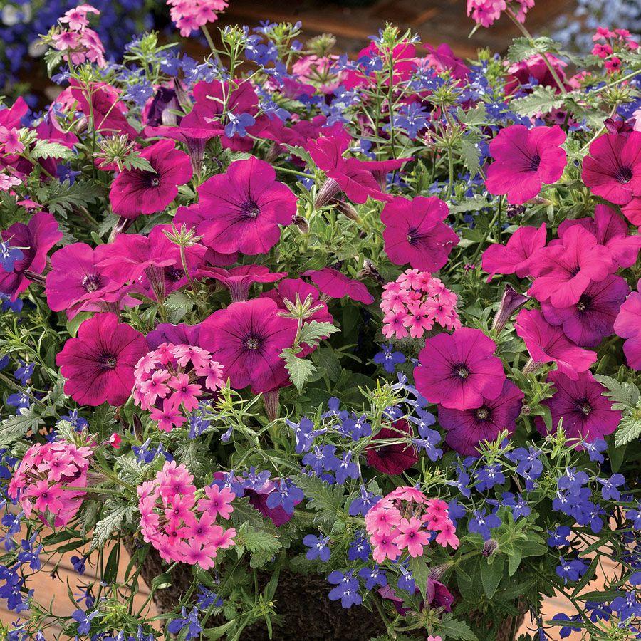 Combo Petunia Bee S Knee S Verbena Vepita Hot Pink Lobelia Techno Blue - View 4 from www redcrocus com