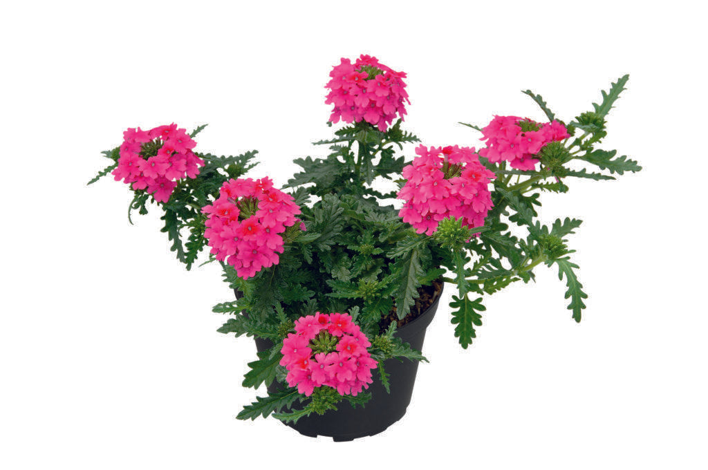 Combo Petunia Bee S Knee S Verbena Vepita Hot Pink Lobelia Techno Blue - View 5 from www redcrocus com