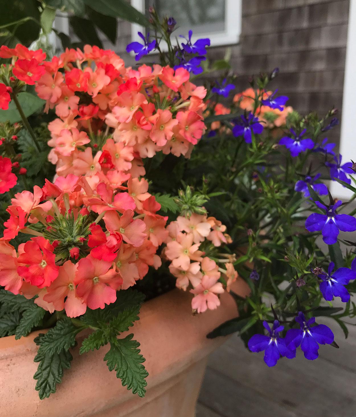 Combo Petunia Bee S Knee S Verbena Vepita Hot Pink Lobelia Techno Blue - View 6 from www redcrocus com