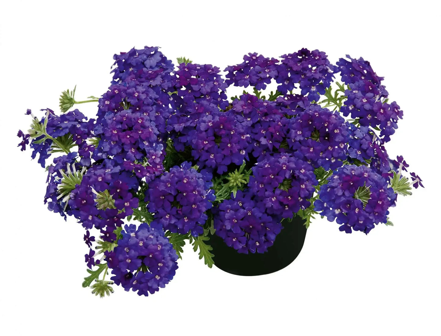Combo Petunia Bee S Knee S Verbena Vepita Hot Pink Lobelia Techno Blue - View 6 from www redcrocus com