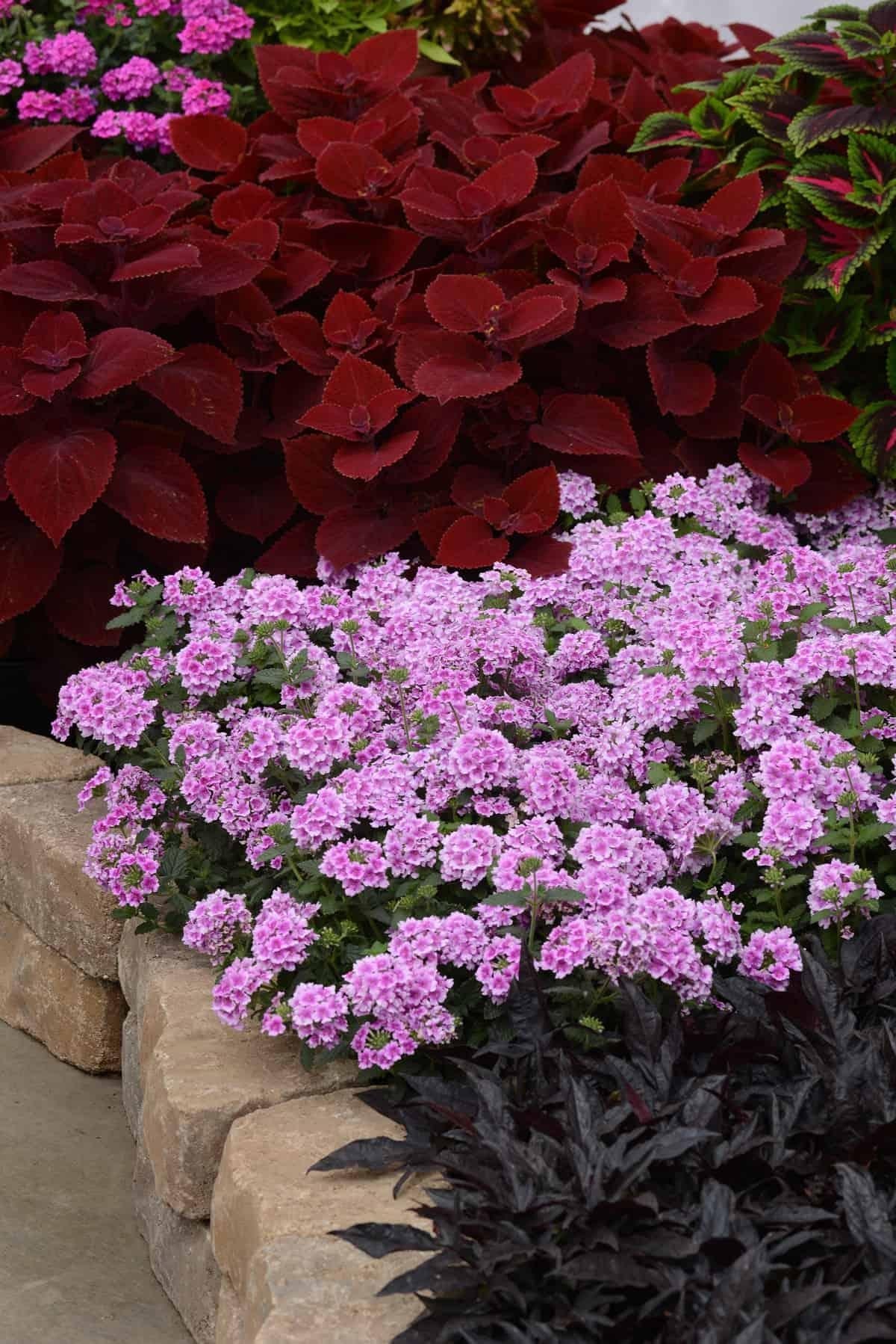 Combo Petunia Bee S Knee S Verbena Vepita Hot Pink Lobelia Techno Blue - View 7 from www redcrocus com