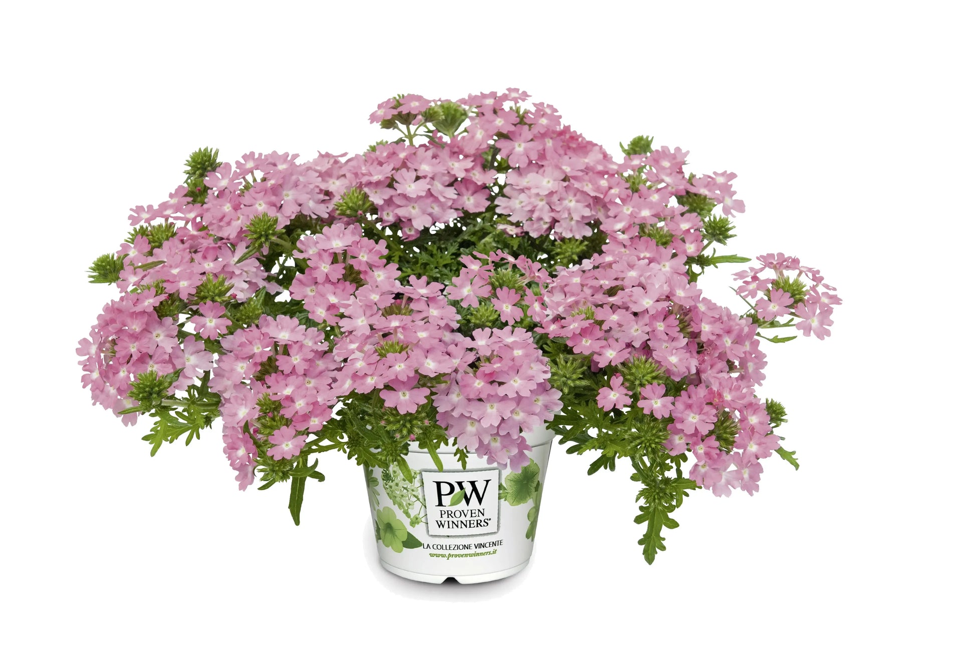 Combo Petunia Bee S Knee S Verbena Vepita Hot Pink Lobelia Techno Blue - View 9 from www redcrocus com