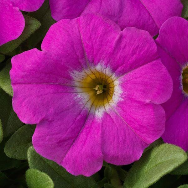 Combo Petchoa Supercal Pink Blue - View 11 from www redcrocus com