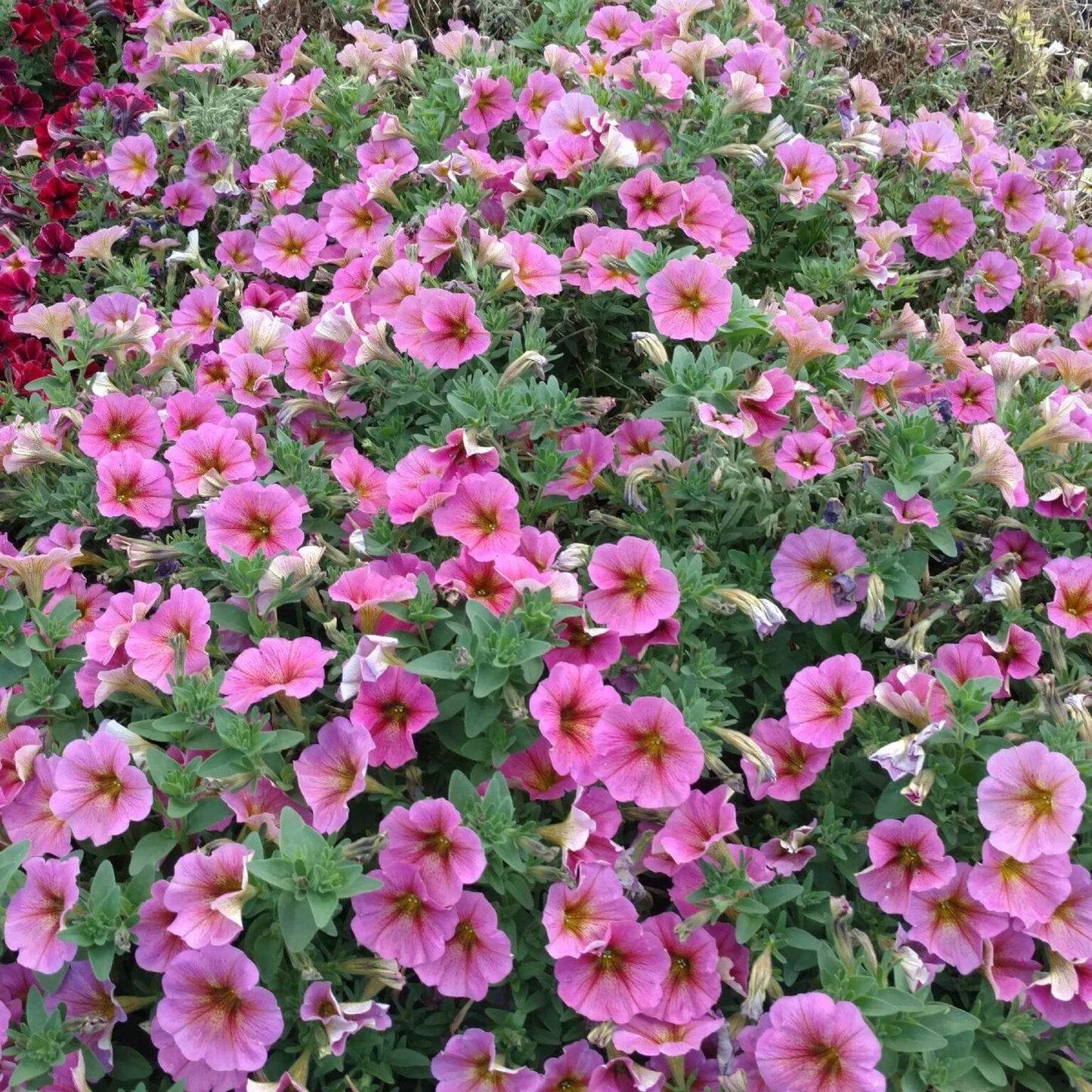 Combo Petchoa Supercal Pink Blue - View 12 from www redcrocus com
