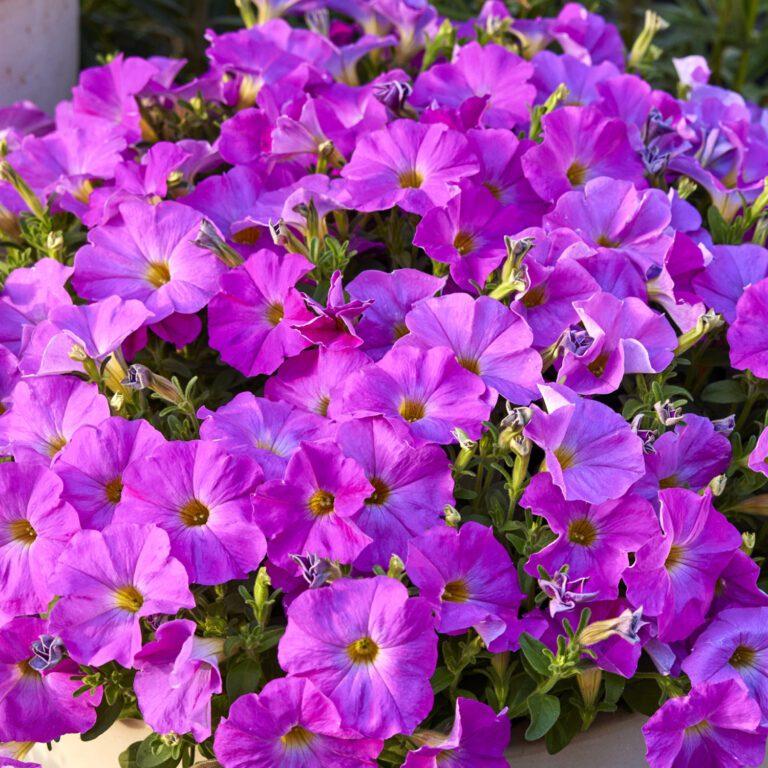 Combo Petchoa Supercal Pink Blue - View 13 from www redcrocus com