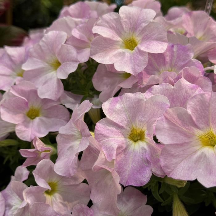 Combo Petchoa Supercal Pink Blue - View 15 from www redcrocus com