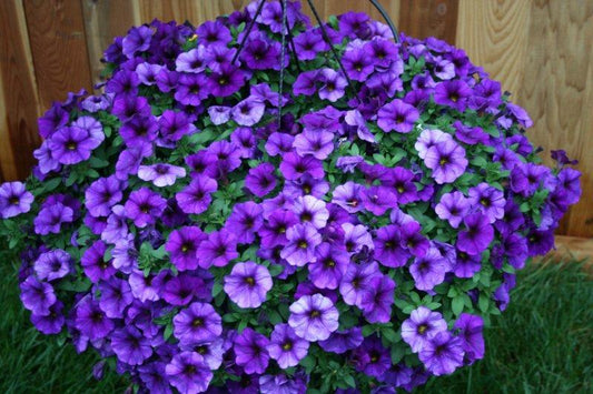 Combo Petchoa Supercal Pink Blue - View 1 from www redcrocus com