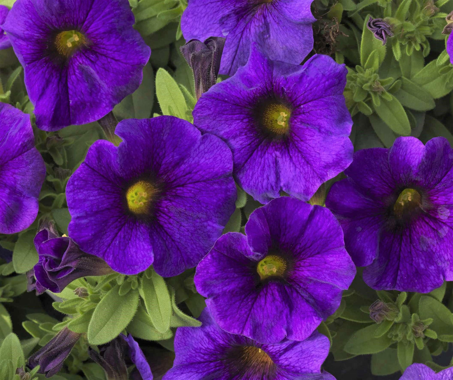 Combo Petchoa Supercal Pink Blue - View 4 from www redcrocus com