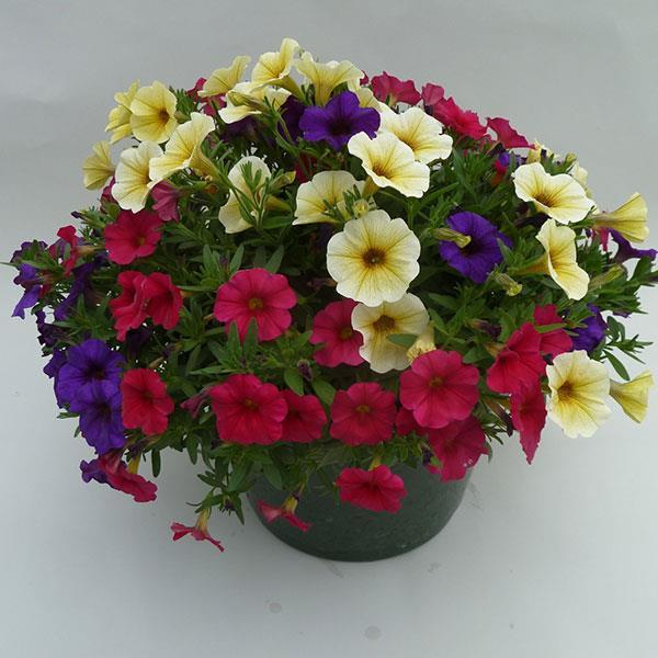 Combo Petchoa Supercal Pink Blue - View 6 from www redcrocus com