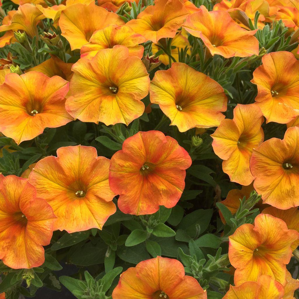 Combo Petchoa Supercal Premium Sunset Orange Pearl White Cinnamon - View 13 from www redcrocus com