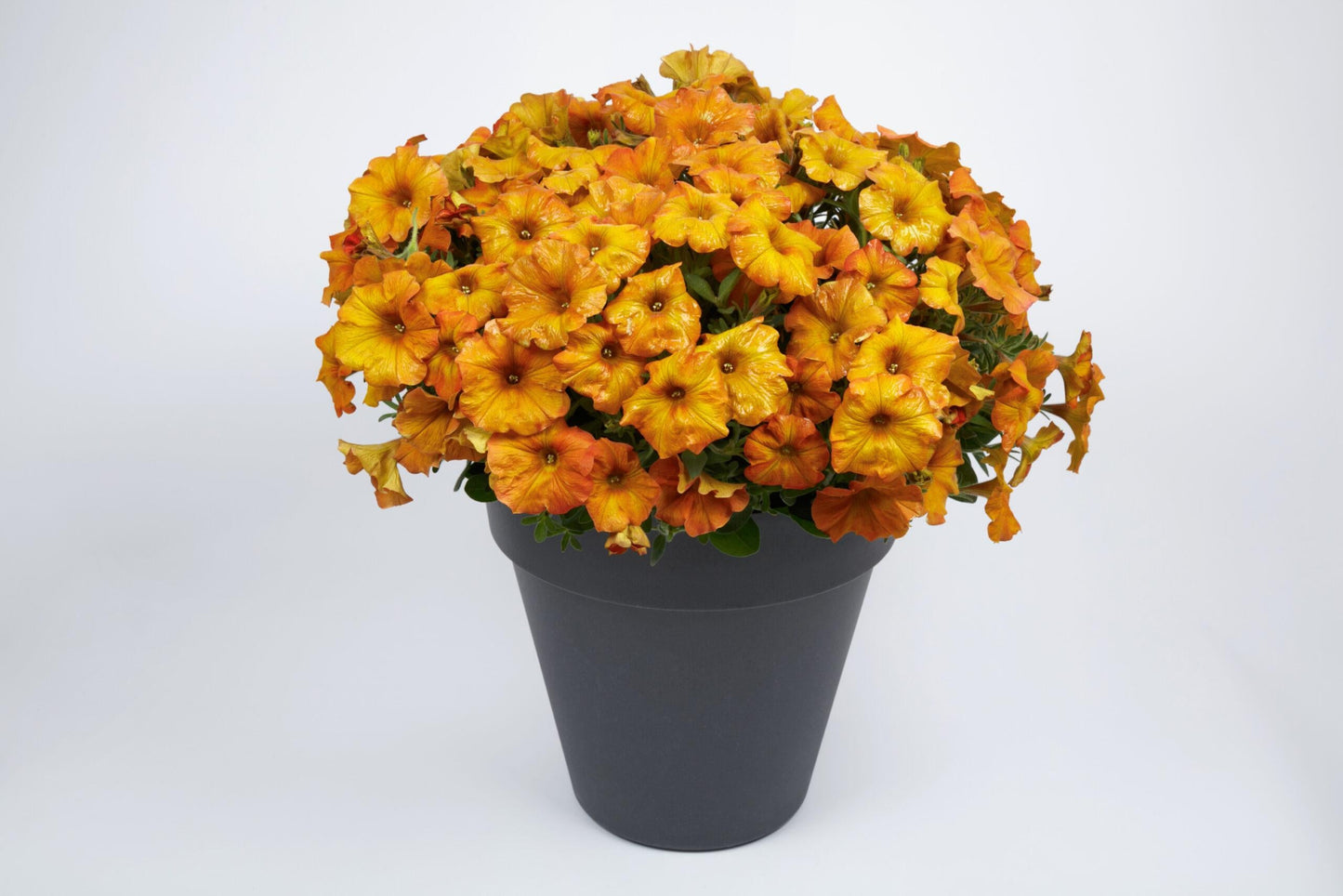 Combo Petchoa Supercal Premium Sunset Orange Pearl White Cinnamon - View 18 from www redcrocus com