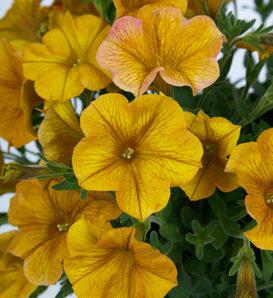 Combo Petchoa Supercal Premium Sunset Orange Pearl White Cinnamon - View 19 from www redcrocus com
