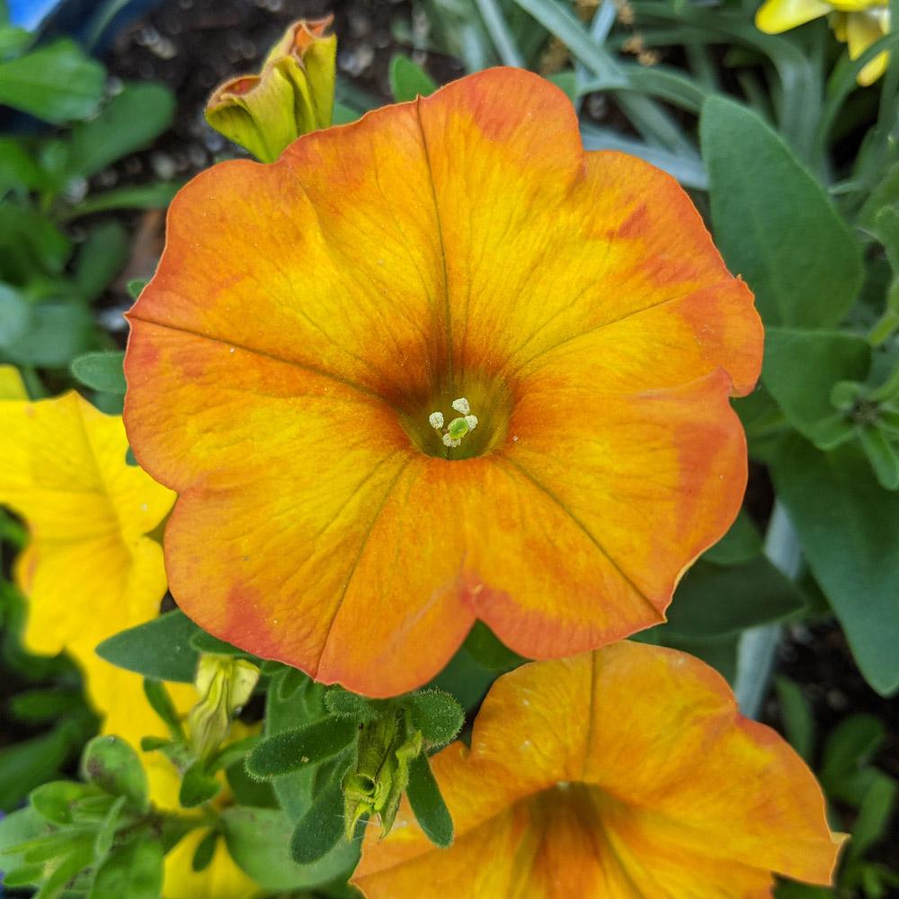 Combo Petchoa Supercal Premium Sunset Orange Pearl White Cinnamon - View 2 from www redcrocus com