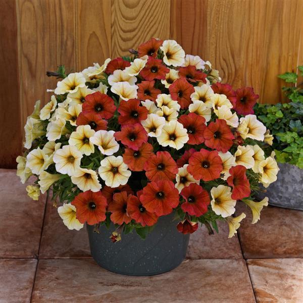 Combo Petchoa Supercal Premium Sunset Orange Pearl White Cinnamon - View 6 from www redcrocus com