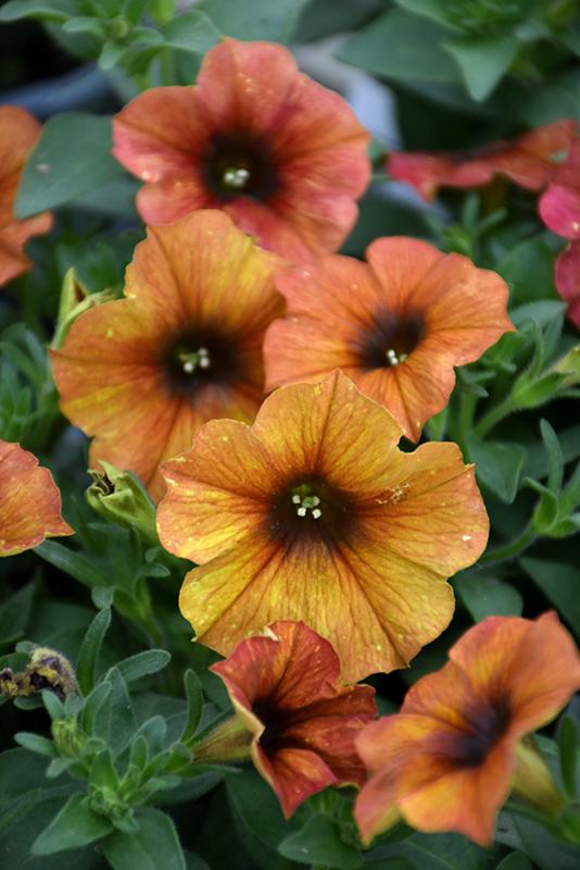 Combo Petchoa Supercal Premium Sunset Orange Pearl White Cinnamon - View 7 from www redcrocus com