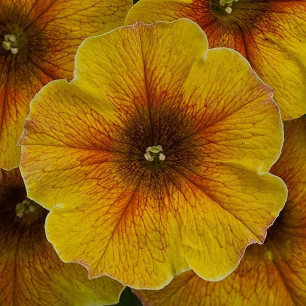 Combo Petchoa Supercal Premium Mix Caramel Yellow French Vanilla Cinnamon - View 10 from www redcrocus com